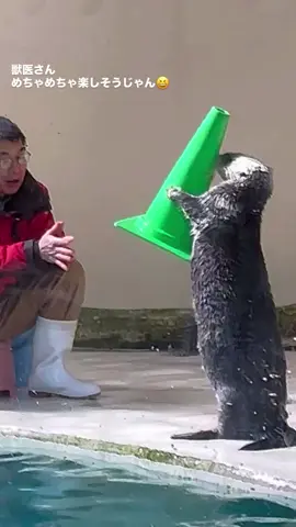 獣医さん✨いつもありがとうございます(* ᴗ͈ˬᴗ͈)” キラちゃんのヨチヨチ歩きはいつ見ても可愛いですね︎‪💕 #みんなの鳥羽水 #ラッコのキラちゃん #鳥羽水族館 #ラッコ #tobaaquarium 