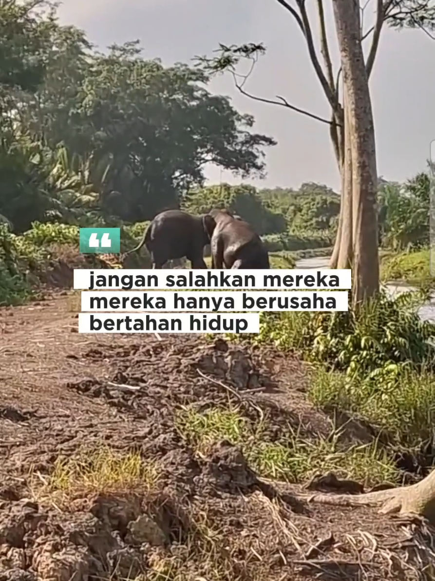 Kita balas pake vt ya kk#gajahliar 