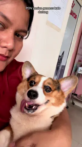 Mulaai mulaii☺️😏🤏🏻 #vet #dogsoftiktok #veterinaria #corgisoftiktok #corgi