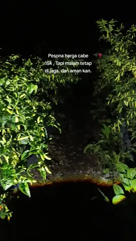 Murah aja kemalingan apa lagi mahal😂😂 , Tahun depan full CCTV nih kayak nya seru 😂😂 #petanicabai🌶️🌶️🌶️ #petaniindonesia🇮🇩🇮🇩🇮🇩🌿🌿 #petanikonten #petanipemula #petanimuda 