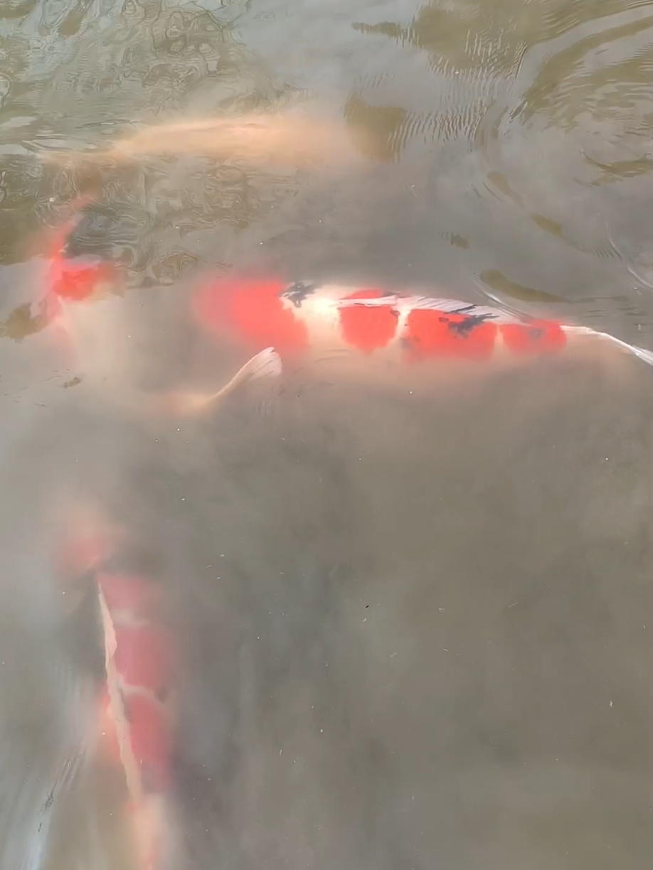 Sangat bersahabat #ikandalamkolam #ikan #koi #ikanhias #ikankoiindonesia #ikanlucu #fyp #fyppppppppppppppppppppppp 