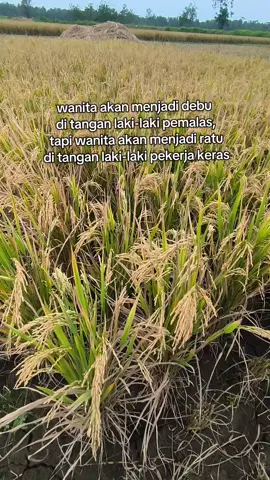 ojo golek sek ganteng yo nduk, goleko sek gemati lan sregep krjo..  #purworejohits #purworwjofyp #purworejo24jam #purworejo #fyppppppppppppppppppppppp 