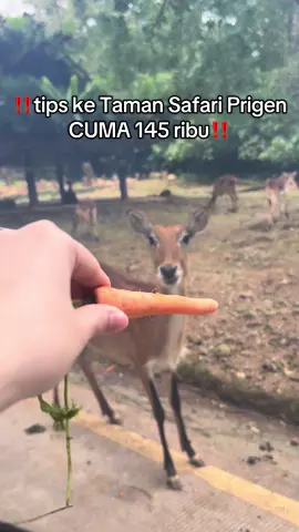 aaaa nyesel bru tau ke Taman Safari Prigen lebih murah beli tiketnya kalau beli lewat tag location☹️ jgn sampe kaya akuu mana hewan nyaa lucu bgt lagii kalian harus banget sih ke siniii krn banyak bgt aktivitasnya😍 #tamansafariprigen #tiktokgo #tamansafarijatim #wisataprigen #wisataviral 