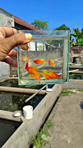 Platy Sunrise Highfin🌞🌞 #ikanhiasairtawar #ikanplaty #minipondmolly #ikanmolly #