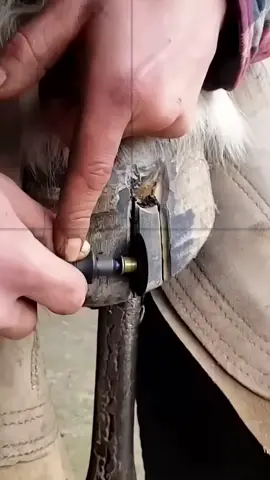 #farrier #horses #asmr #animals 