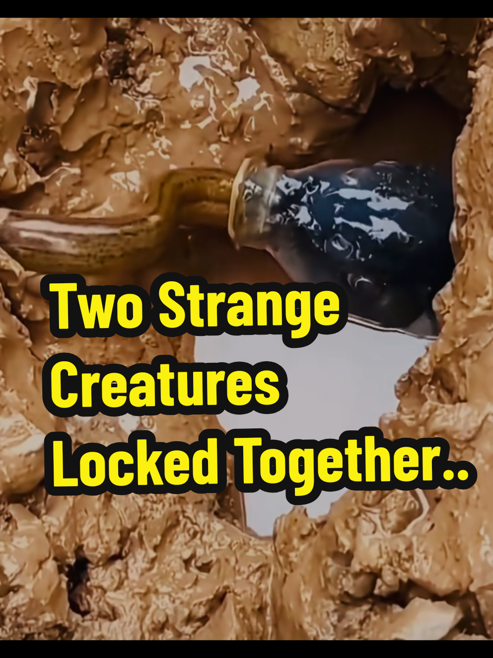 Deep in a muddy pond, something extraordinary happens. As the murky water ripples, a slippery, snake-like creature slithers out, locked together with a strange, shiny fish. The two seem caught in a mysterious struggle, leaving us to wonder, is this a hunt, a fight, or something else entirely? Nature is full of bizarre surprises, and this moment is one you have to see to believe! #WeirdNature #AmazingDiscovery #MudCreature #StrangeAnimals 