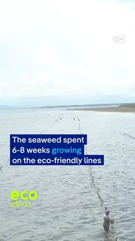Biodegradable ropes: This rope melts into the sea. Made from sugarcane and limestone, this biodegradable rope is helping seaweed farmers and coral restorers in Kenya cut plastic waste - and give marine life a safer home. 🎥 Video credits: DW  #ecoAfrica  #NatureandEnvironment #Kenya #Plastic #biodegradable