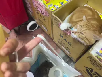Orange cat be like #cat #oyen #memes #fyp 