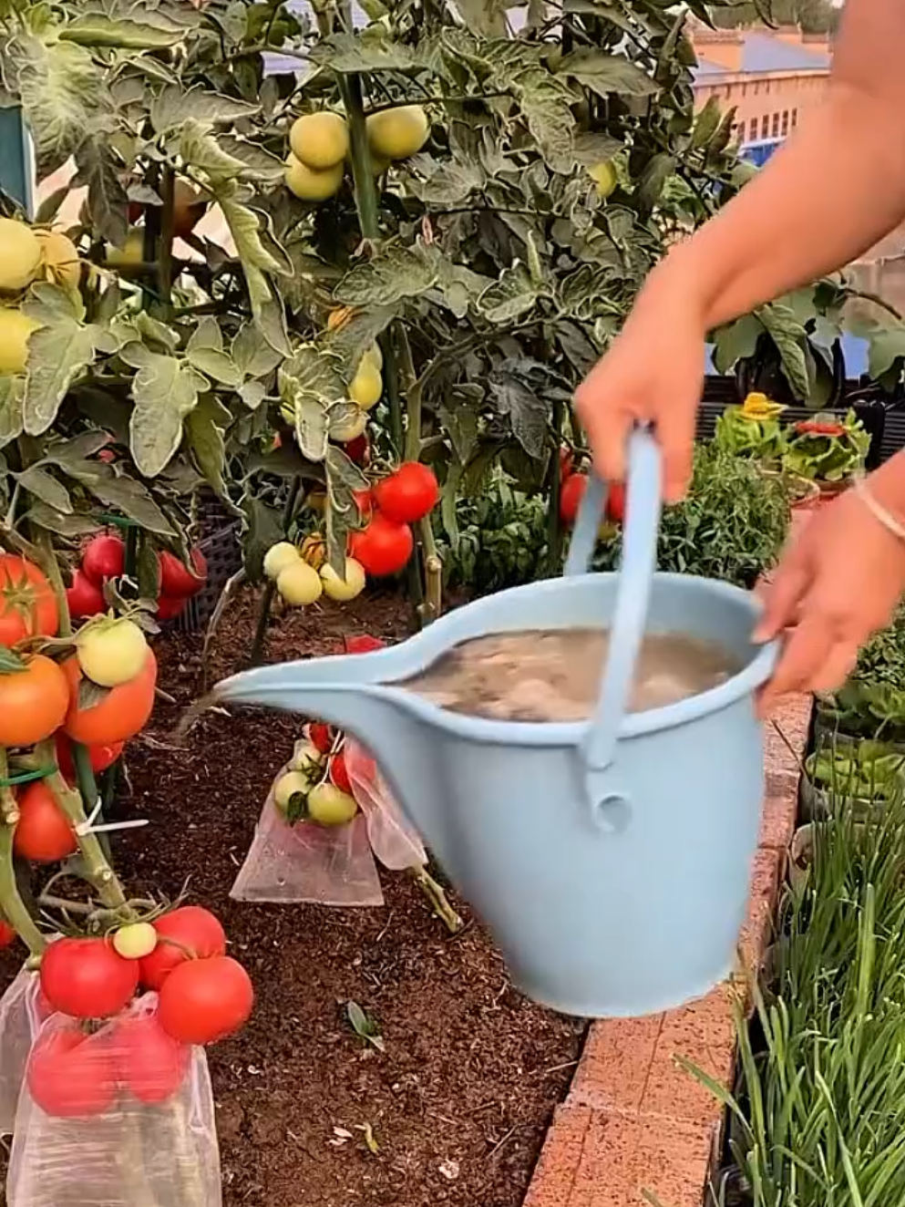 #pengaktiftanah #bajasayur #tanamsendiri #tipsberkebun 
