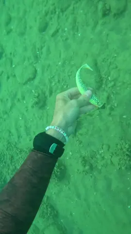 Maxi trésor au Lac Léman 😍 #plongee #leman #geneve #tresor #trouvaille 