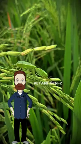 Bagian 7 | Hama Paling Brengsek Di sawah, Petani Wajib Tau!!!! #fyp #petaniindonesia🇮🇩🇮🇩🇮🇩🌿🌿 #petanigenz #kepikhijausawah 