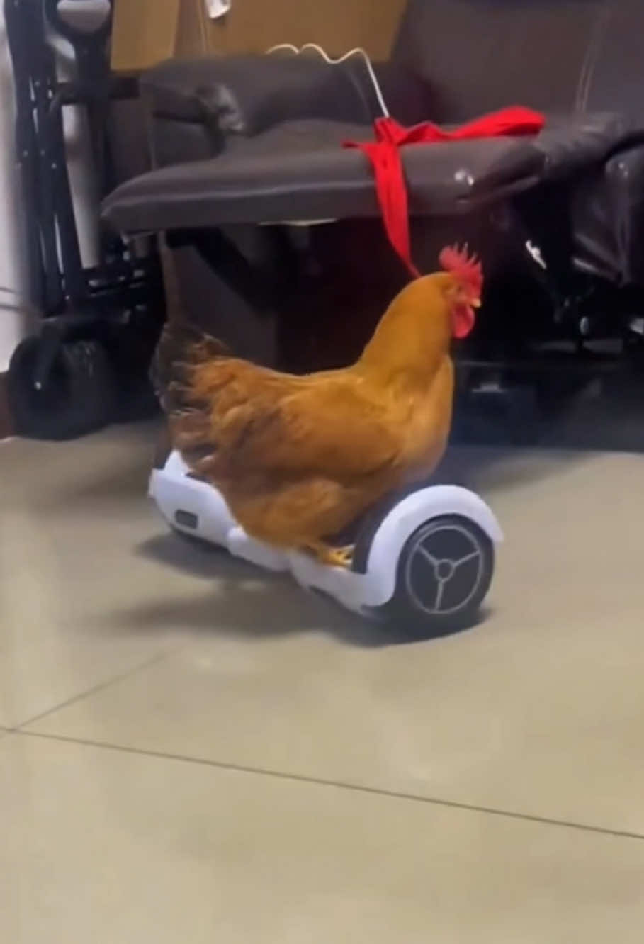 Comedy master—chickens#funnyvideos #foryou #pyf #pet #chicken #😂😂😂 