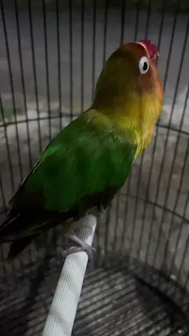 Ingat di atas nasi uduk masih ada kerupukkk.... #orangsenang #lovebirds #lovebirdkonslet #betinakonslet #lovebirds❤️❤️ #fyp 