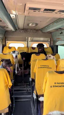 Yaramaz erkek tayfa bugün servisi değil, beni yormayı hedefledi 🚐