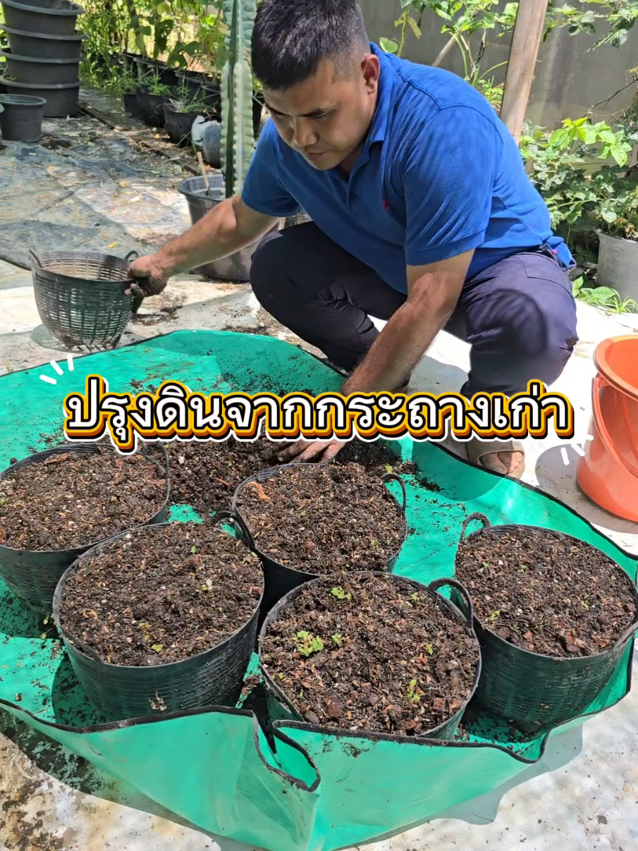 ดินในกระถางเก่าสามารถเอามาปรุงแล้วปลูกผักชนิดใหม่ได้#ปลูกผัก #ผักอินทรีย์ #เกษตรกรรุ่นใหม่ #ปลูกผักกินเอง #เกษตรพงศ์ 