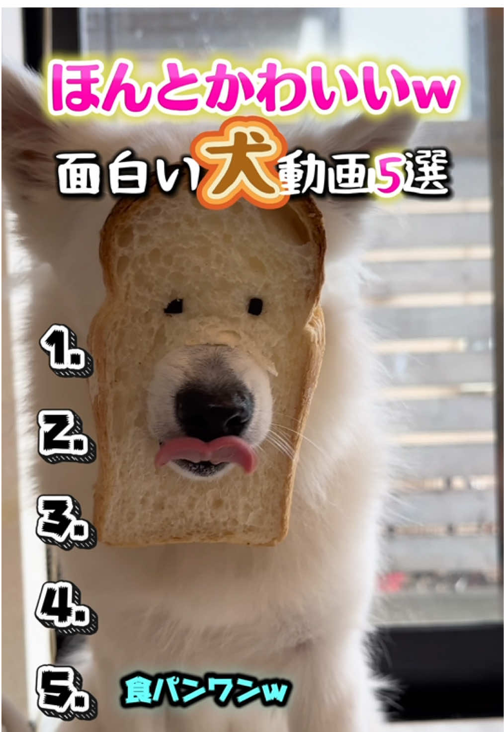 最後がおもろい笑 #犬 #犬のいる生活 #犬のいる暮らし #おもしろ #おもしろ動画 