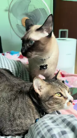 🐱