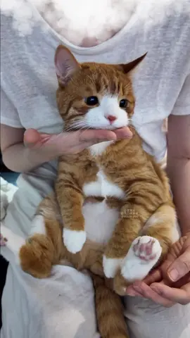 🪫 #cat #pet #catlover #petlover #catsoftiktok