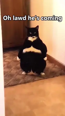 The cat tree has us WEAK 😭😭 Fat cat #interesting #foryou #uas #usaus #cute #funnyvideos #funny #cat #fatcat #catsoftiktok 