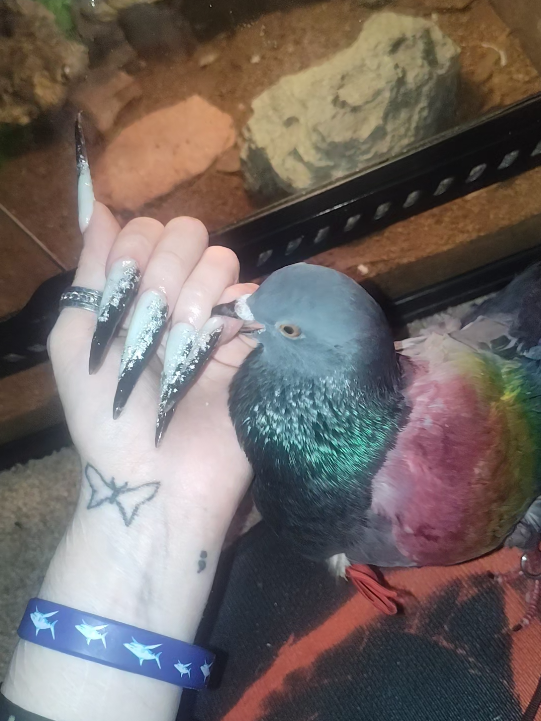 No this doesn't hurt 😭 he's just an angry little guy #pigeonsoftiktok #nails💅 #alternative #petpigeon #pigeon 