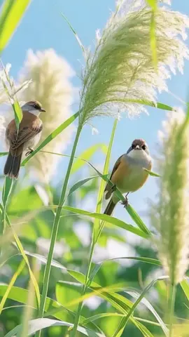 burung4530 #wallpapervideo #wallpaper #fyp #4k #4kwallpaper
