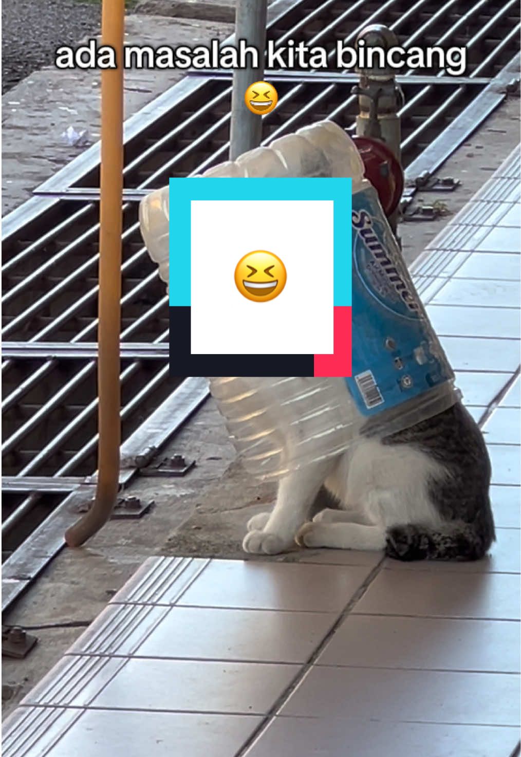 semua masalah boleh bincang kan..😅 #100kviews #cat #catsoftiktok #kucinglucu #fypage 