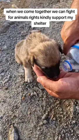 WE DIDN'T RECEIVE ENOUGH DONATIONS Every single day, we show up and commit to love, to care, to giving every rescued soul the life they deserve. It costs us $575 every single day just to feed the dogs. That's  $17,250 per month! A heavy burden we cannot carry alone. We don't have big sponsors. We have you, the ones who believe, who care, who give. If you ever loved a dog.... If you believe no soul should go to sleep hungry... Please donate . Our link is in bio to help thank you