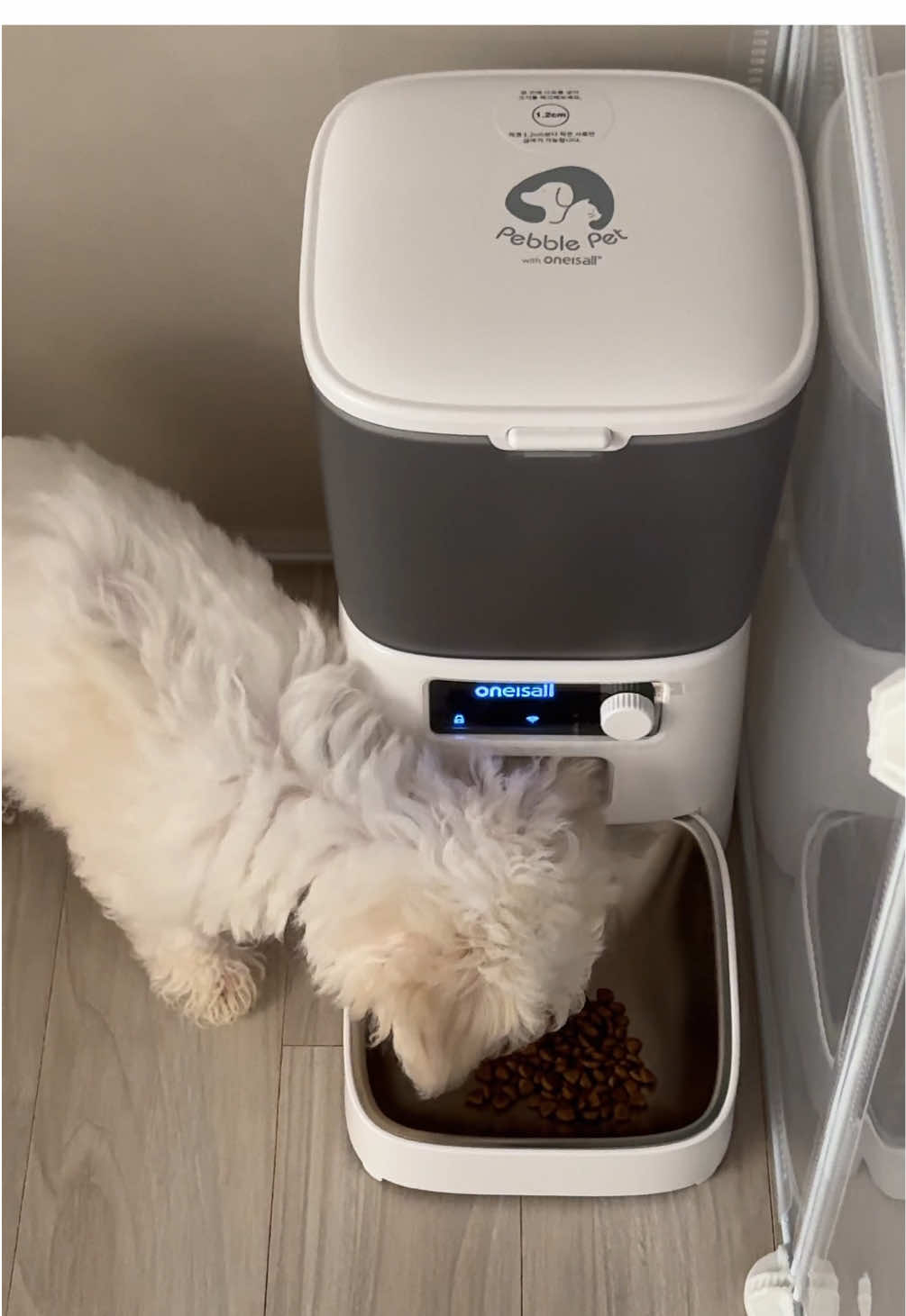 아기강아지 사료 자동급식기🥣 #bichonfrisé #비숑 #댕댕이 #아기강아지 #강아지 #강아지틱톡 