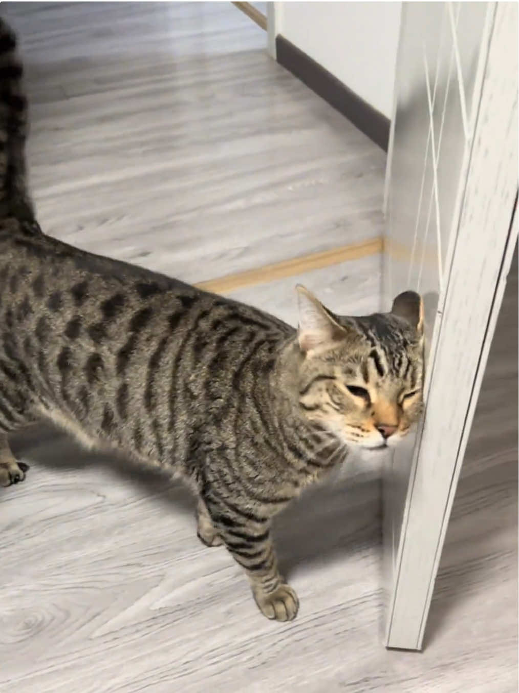So cute #cutecat #pet #kucing #kitty 