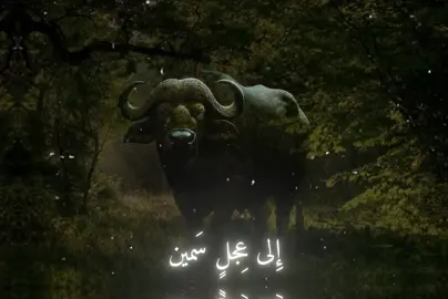 نظر الليث إلى عجل سمين، احمد شوقي #المتنبي #اسامه_الواعظ #شعروقصايد #قصايد #فلسطين #قران_كريم #اللهم_صلي_على_نبينا_محمد 