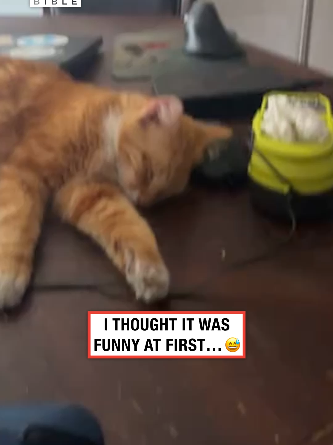 Thought bro was gone for a second 😟 (🎥: @jubiesosa) #ladbible #funnyvideos😂 #omg #catsoftiktok #deepsleep