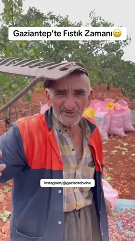Gaziantep’te Fıstık Zamanı😁 #gaziantep #antep #gaziantepvine #antepli #antepşivesi #antepağzı #antepfıstığı 