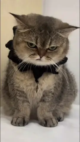 ВЕСЕЛІ ТВАРИНИ #cat #приколи