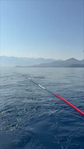 LE pire est arrivé 🪼 Calvi-Monaco à la nage pour la Nature 💙👉🏻 le lien est dans ma bio pour soutenir le projet à partir de 5€ / 5CHF et deviens officiellement co-détenteur de cette plus longue nage au monde pour la Nature 🌍 Ton soutien nous aide à sensibiliser des dizaines de millions de personnes à la protection de la Méditerranée, l'une de mers les plus polluées du monde. Merci pour ton soutien et à très vite !  PS : plus que 110km avant Monaco ! 😳
