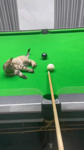 Cat who likes billiards#funny #cat #funnycat #cutecat #tiktok #catsoftiktok #fouryou 