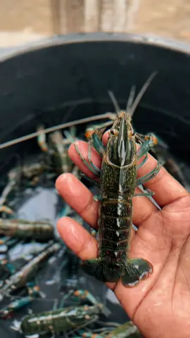 Guys, dengerin ini! 📢 Lagi nyari duit tambahan, tapi bingung caranya? 🤔 Gue punya ide keren nih! Gimana kalau kita ternak lobster air tawar bareng TJA_FARM? 🦞 Serius deh, ini bukan bisnis kaleng-kaleng! Kenapa lobster air tawar? 👇 	•	Laris Manis: Lobster ini lagi dicariin banget, buat dimasak di restoran atau dijual di pasar. Jadi, gak bakal susah jualnya! 	•	Gak Bikin Bokek: Modalnya gak gede-gede amat, masih aman buat kantong kita. 😉 	•	Gampang Banget: Gak perlu jadi profesor buat ngerawatnya. Asal telaten, pasti bisa! 	•	Untungnya Gede: Nah ini yang paling penting! Kalau diurus bener-bener, untungnya bisa bikin kita senyum lebar. 😄 Kenapa harus TJA_FARM? 👇 	•	Udah Jagoan: Mereka udah lama banget main lobster, jadi ilmunya udah gak diraguin lagi. 	•	Dibimbing Sampe Bisa: Tenang aja kalau masih newbie. Mereka bakal ngajarin kita dari A sampe Z. 	•	Bibitnya Oke Punya: Lobster dari mereka cepet gede, gak gampang sakit, jadi hasilnya maksimal. 	•	Gak Perlu Nyari Pembeli: Hasil panen kita bakal dibeli sama TJA_FARM, jadi gak ribet! Gimana caranya ikutan? 🤷‍♂️ Langsung aja DM mereka atau dateng ke farmnya buat tanya-tanya. Jangan sampe nyesel ya, kesempatan emas nih! 🤩 Yuk, gas pol jadi pengusaha lobster bareng TJA_FARM! 🔥 #LobsterAirTawar #TernakLobster #BisnisAnakMuda #PeluangBisnis #TJAFARM