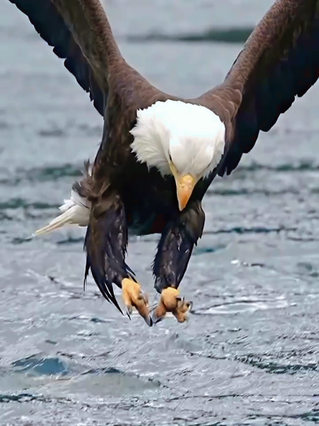 #eagles #birds#quran #quran_alkarim #quranrecitation 