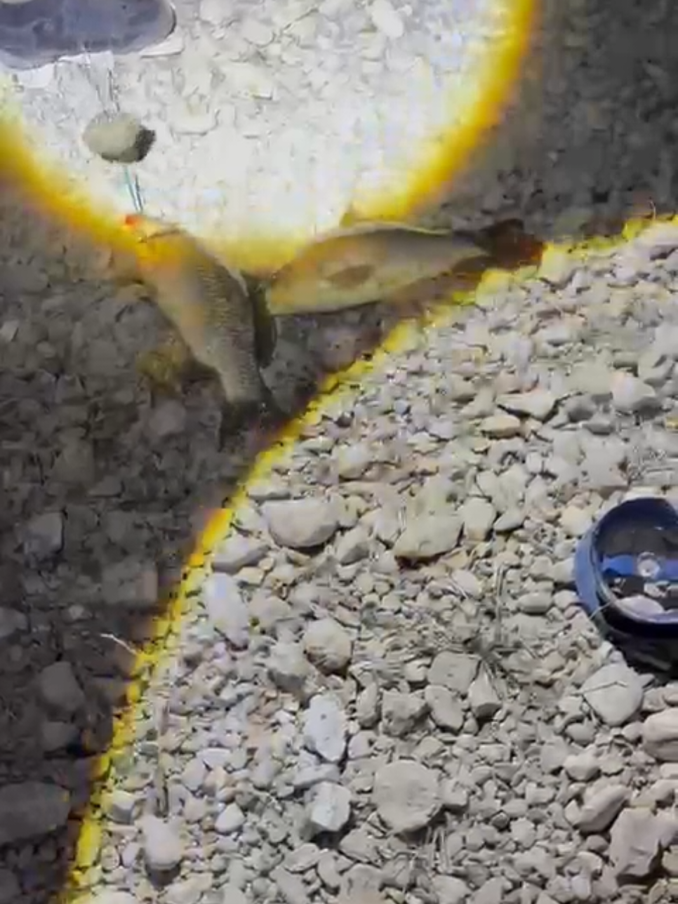 Gece Sazan Avı Dip Olta Boili Yem #fishing #carpfishing #nature #oltabalikçiliği #hunterxhunter 