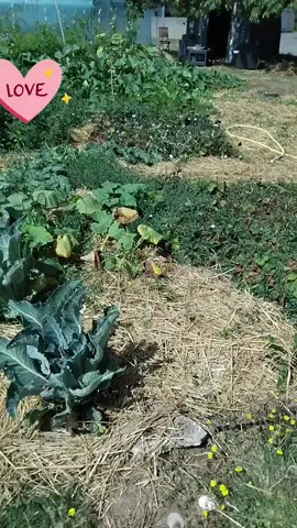 Potager de 130 m2 ,je vous présenterai la serre dans une autre vidéo.  50 pieds de tomates 🍅  15 zaine de pieds de courges  15 zaine de pied de choux🥦 65 pieds de poireaux des fraisiers🍓 les salades🥬 3 lignes d’haricots verts #potager2025 #ete #permaculture #autosuffisance #autosufisancealimentaire 