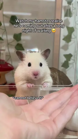 The realization after waiting all night 🥰 #hamster #cute #sryianhamster #boyhamster #fyp #rodents #unconditionallove #hamsterlove #hamsterstare #funnyanimals #cutehamster #viral #blowthisupforme #clingypet #funny #funnyhamster #milkshakethehamster #teddyhamster 