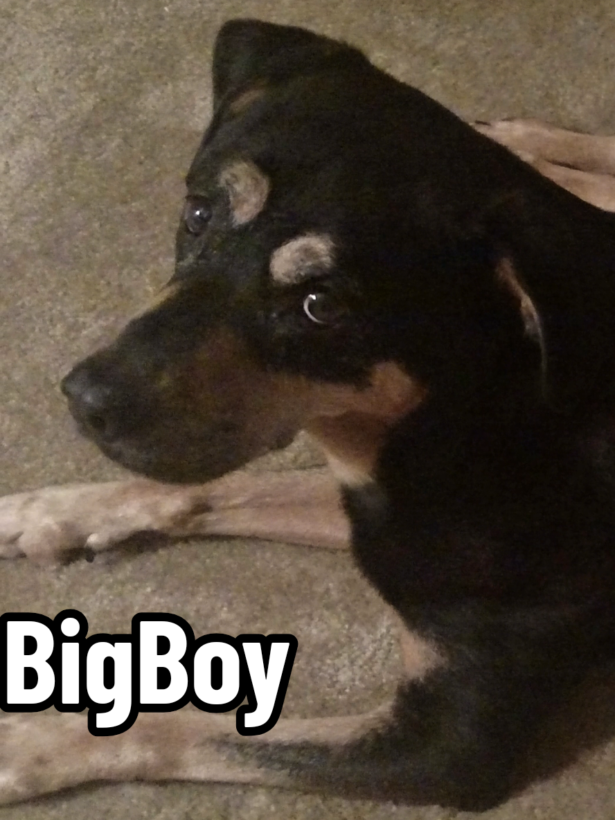 A DOG NAMED BIGBOY SAVED 7 KIDS IN STAFFORD, VA 😭🐕  BigBoy ran to upper floors, barking and pulling them to safety. He knew every child from years of playing with them. After getting all out, he went back one more time. He was 18 years old. Not all heroes wear capes 💔 BigBoy we miss and love you so much oooooolie!#realscarytok #news #hero This is satircal news parody created with ai generated content by ScaryTok it was made for entertainment purposes and enjoyment. #dog #bigboy 
