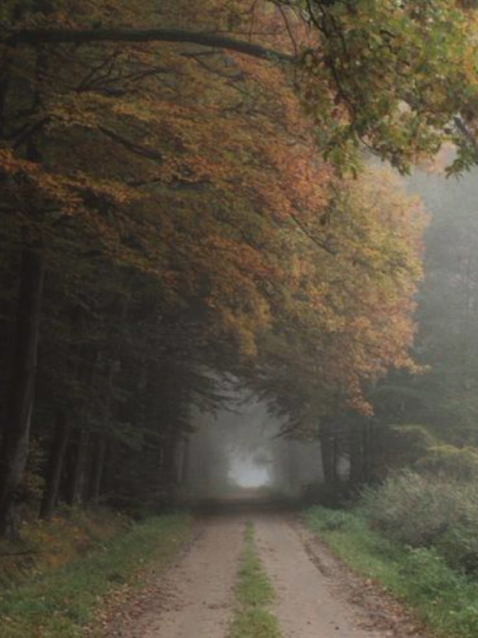 хочу чувствовать так 🌨️ #core #comfort #harmony  #soft #forest #nature #moodboard #pinterest #mylife #пинтерест #fyr #комфорт #природа #уютненько 