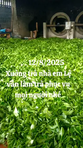 Trịnh Lệ cam kết trà an toàn uy tín chất lượng #xuhuong #xưởng chế biến trà Thái Trịnh Lệ #❤️❤️ 