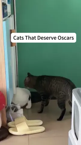 When you have two cats #cat #cats #catsoftiktok #animals #pet #cute #funnyvideos #funny #PetsOfTikTok 