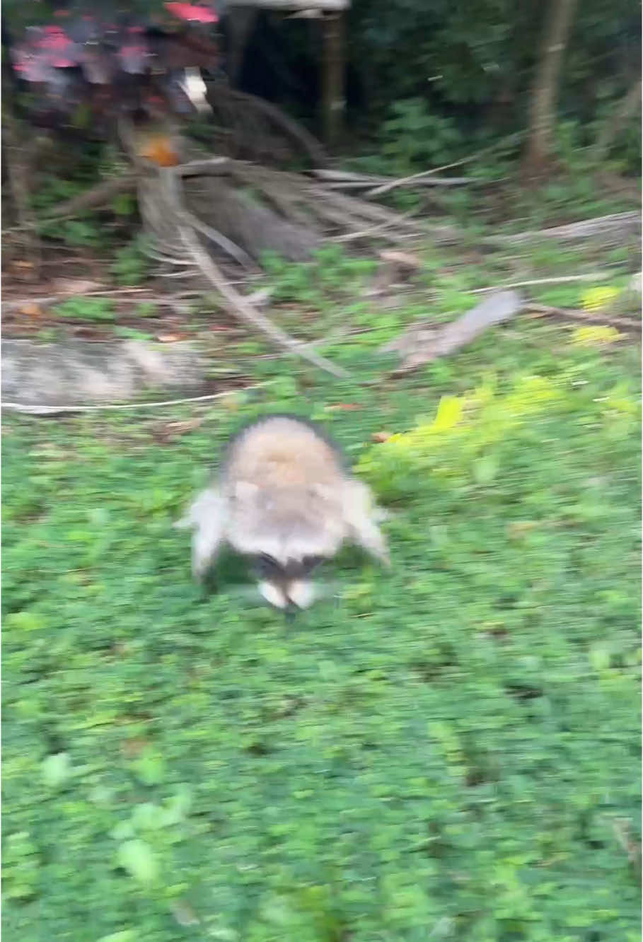 Raccoon #raccoon #raccoonsoftiktok ##funny #funnyvideos #animals #happy #pets #PetsOfTikTok #cute 