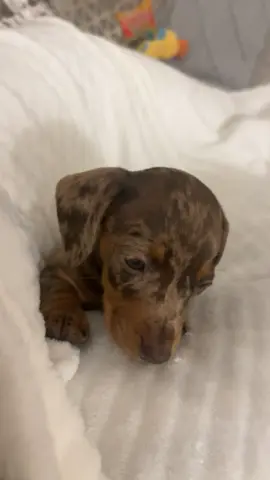 Those tiny baby hiccups😭😭😭looking back on baby Gwen makes we want another so bad!!! #dachshund #dachundsoftiktok #dachshundpuppy #dapple 