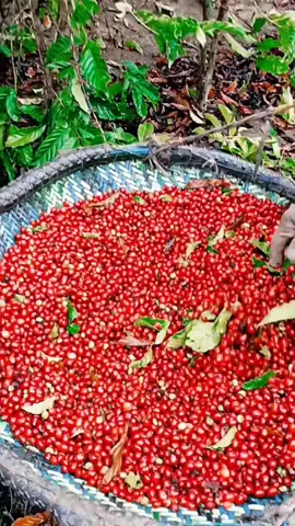 panen kopi robusta #fyp 