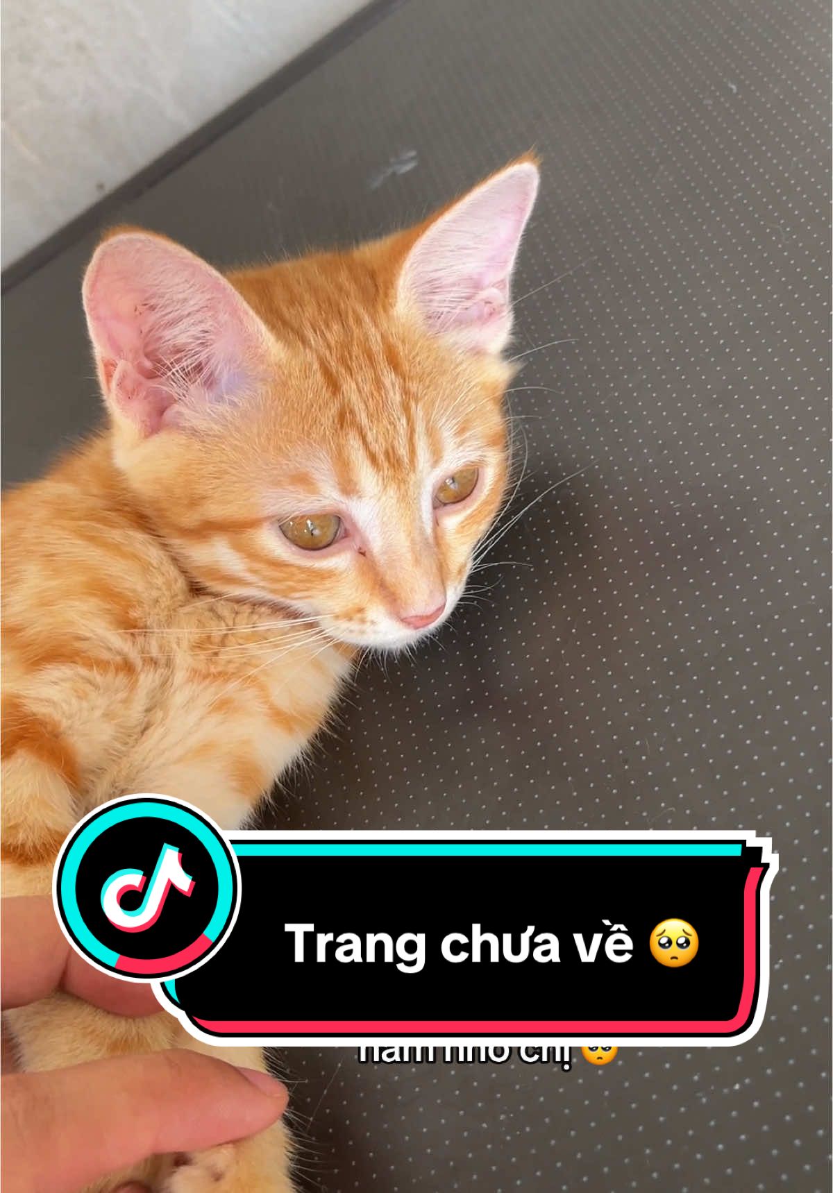 Cái cảm giác bị mất mèo 🥺 #meocambaodung #mèocam #meocam #xh #xhtiktok #viral #mèo #fyp 