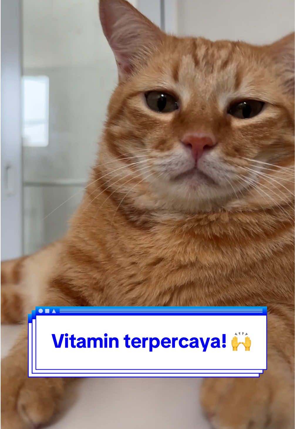 Siapa nih yang suka nanyain Orcil vitaminnya apa? Sini Mamacil bisikin rahasia gantengnya Orcil 🤫  Ini dia Kalvicat dari @Kalbe Animal Health 🫶 Vitamin yang bisa menjaga imun anabul dan bikin bulunya shine bright 💎✨  Yuk guys #UpgradeImunAnabul kalian pake Kalvicat juga biar tampan dan sehat kaya Orcil 😻