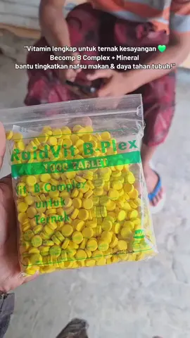 Tentang produk ini BECOMP 1000Tablet Vitamin B-COMPLEX MINERAL RAID ALL adalah produk vitamin yang cocok untuk hewan ternak seperti ayam, domba, kambing, dan sapi. Produk ini memiliki indikasi untuk mencegah defisiensi atau gangguan yang timbul karena kekurangan vitamin B pada hewan ternak. Selain itu, produk ini juga dapat mempercepat pertumbuhan dan menjaga kesehatan hewan ternak. Produk ini juga berguna untuk meningkatkan nafsu makan pada hewan ternak yang sedang sakit. Dengan memberikan BECOMP 1000Tablet Vitamin B-COMPLEX MINERAL RAID ALL secara oral atau dicampurkan dengan air minum, produk ini dapat membantu mempercepat proses penyembuhan pada hewan ternak yang sedang sakit. Dosis dan cara pemakaian BECOMP 1000 Tablet Vitamin B-COMPLEX MINERAL RAID ALL disesuaikan dengan petunjuk dokter hewan. Untuk ayam/itik, dosis yang dianjurkan adalah 1-2 tablet per hari. Sedangkan untuk sapi/kambing, dosis yang dianjurkan adalah 10-15 tablet per hari. Produk ini dapat diberikan secara oral atau dicampurkan dengan air minum. Dengan menggunakan BECOMP 1000Tablet Vitamin B-COMPLEX MINERAL RAID ALL, Anda dapat memastikan bahwa hewan ternak Anda mendapatkan asupan vitamin B yang cukup untuk menjaga kesehatan dan pertumbuhan yang optimal. Produk ini sangat cocok untuk digunakan pada hewan ternak yang sedang sakit atau membutuhkan percepatan pertumbuhan. #vitamin #ternak #peternakmuda #foryoupage #storytime 